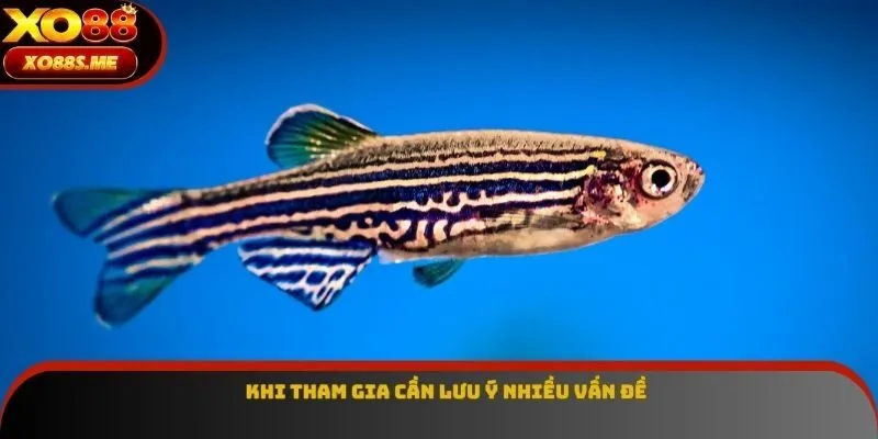 Khi tham gia cần lưu ý nhiều vấn đề Khi tham gia cần lưu ý nhiều vấn đề