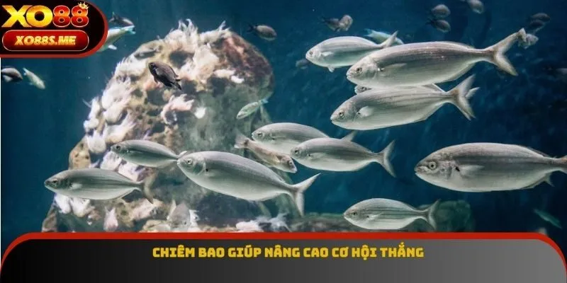 Chiêm bao giúp nâng cao cơ hội thắng Chiêm bao giúp nâng cao cơ hội thắng