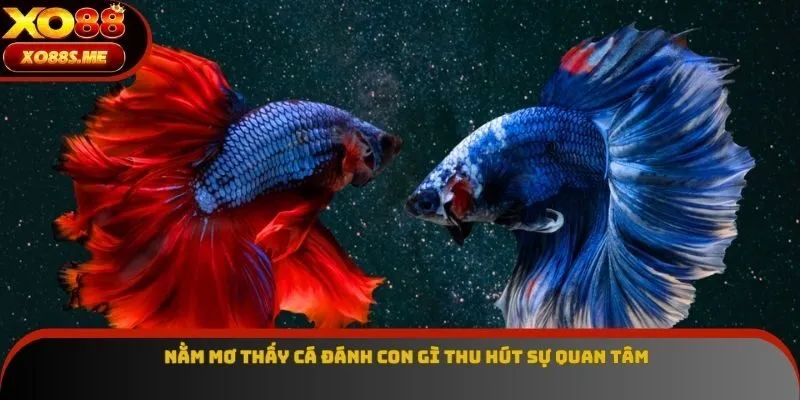 Nằm mơ thấy cá đánh con gì thu hút sự quan tâm Nằm mơ thấy cá đánh con gì thu hút sự quan tâm