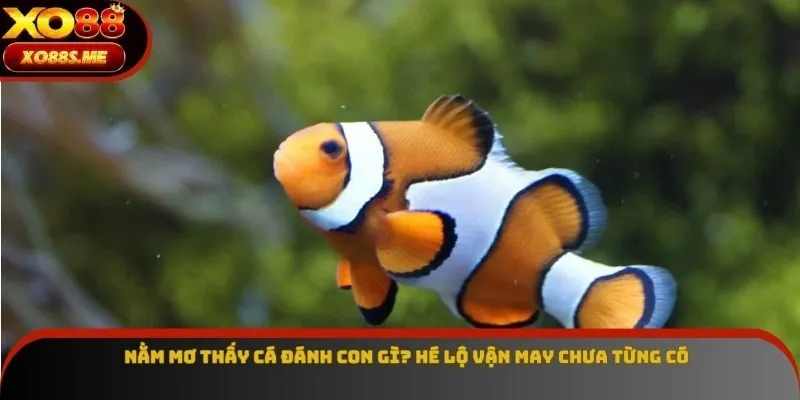 Nằm Mơ Thấy Cá Đánh Con Gì? Hé Lộ Vận May Chưa Từng Có