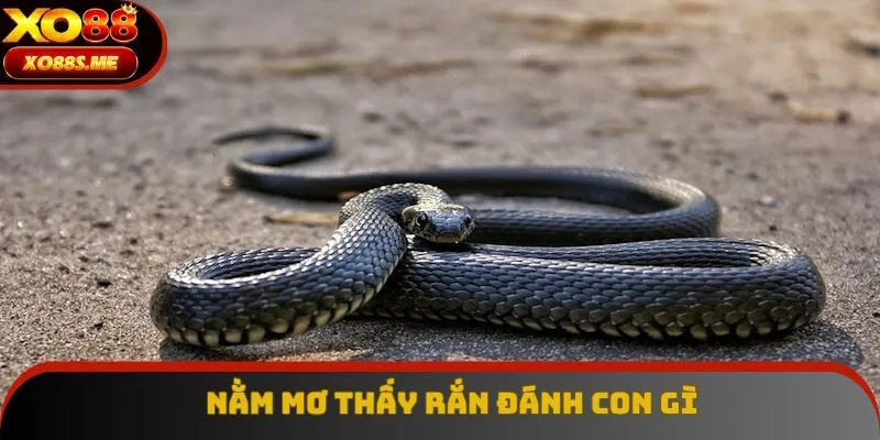 Nằm Mơ Thấy Rắn Đánh Con Gì: Kiến Thức Số Đề Cần Nắm