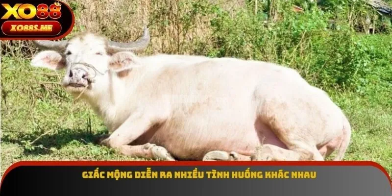 Giấc mộng diễn ra nhiều tình huống khác nhau