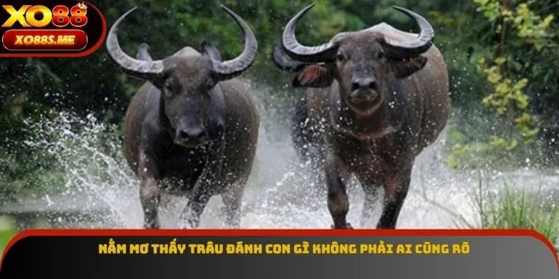 Nằm mơ thấy trâu đánh con gì không phải ai cũng rõ