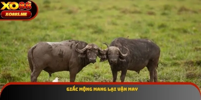 Giấc mộng mang lại vận may