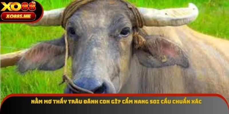 Nằm Mơ Thấy Trâu Đánh Con Gì? Cẩm Nang Soi Cầu Chuẩn Xác